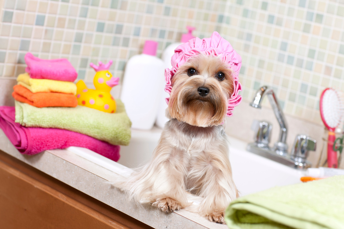 Yorkshire Terrier taking a Bubble Bath